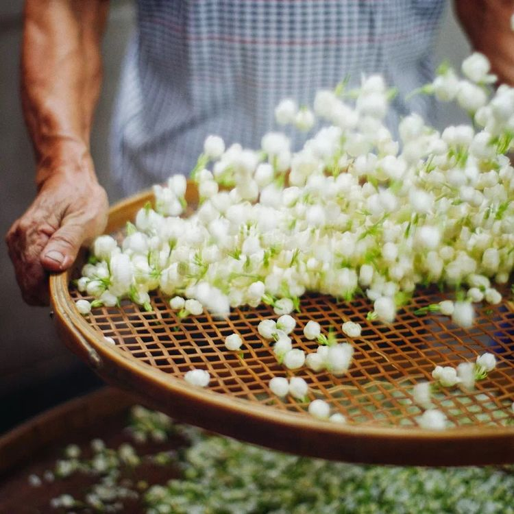 又双叒叕出圈!茉莉花茶和他俩才是绝配