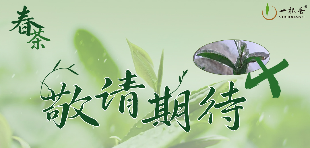 寒潮，龙井茶受影响？别担心！！