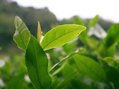 茶给人最大的好处是什么