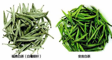 安吉白茶与福鼎白茶的区别