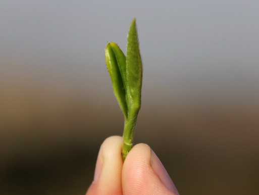 明前茶,贵如油,不会泡,烂如泥