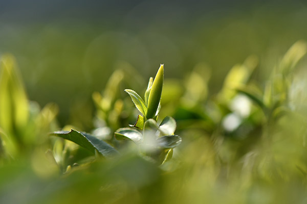 明前茶，谷雨茶，您爱喝哪款？